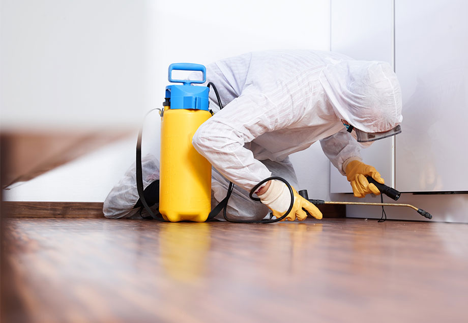 Απεντόμωση Θεσσαλονίκη