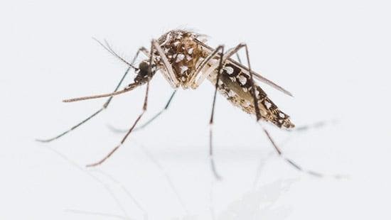 Κουνούπι γένους Aedes