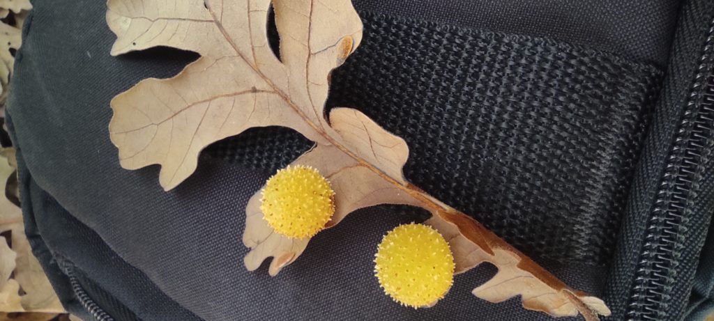 Yellow oak gall ball