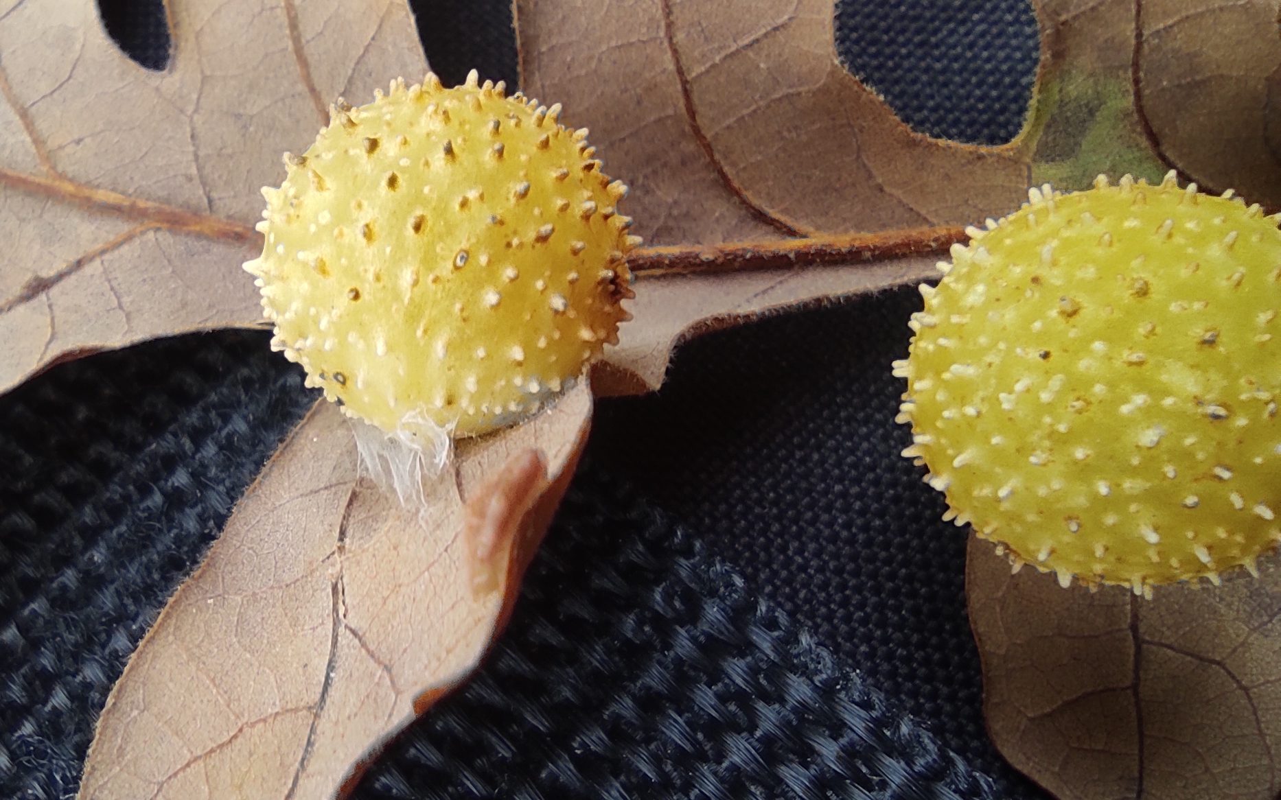 Yellow oak gall ball