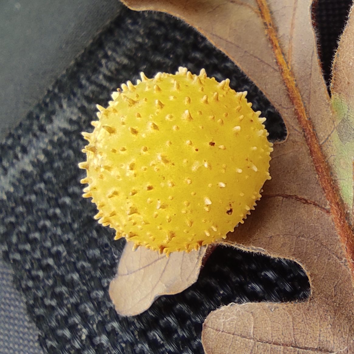 Yellow oak gall ball